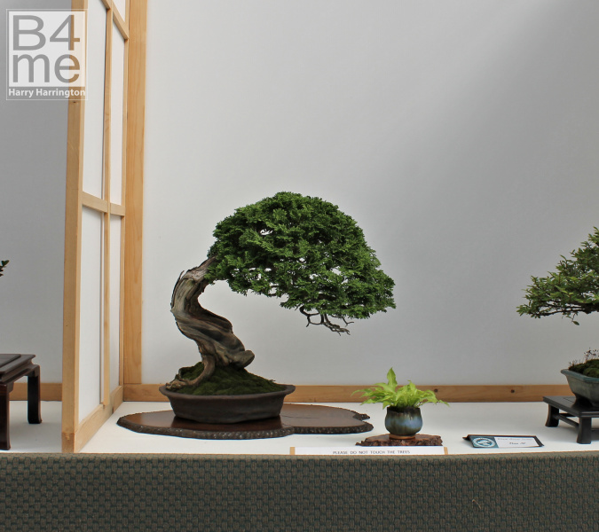 Hinoki Cypress bonsai